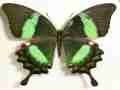 Papilio daedalus Marinduque Is. Philippines (front edge right forewing) Aberration (Internet Image property of respective owner, non-commercial use only)